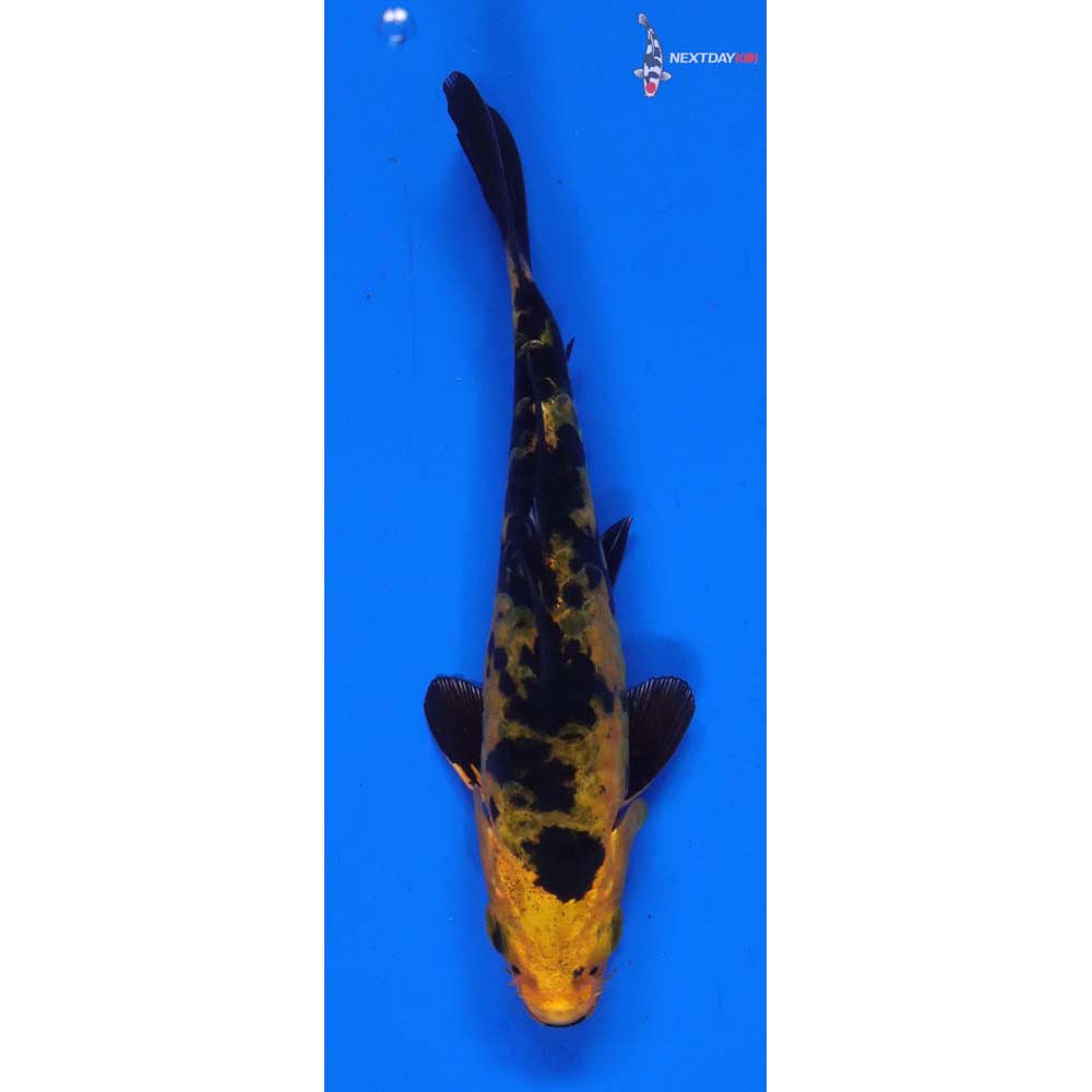 4” Imported Kin Armor Scaled Aka Bekko