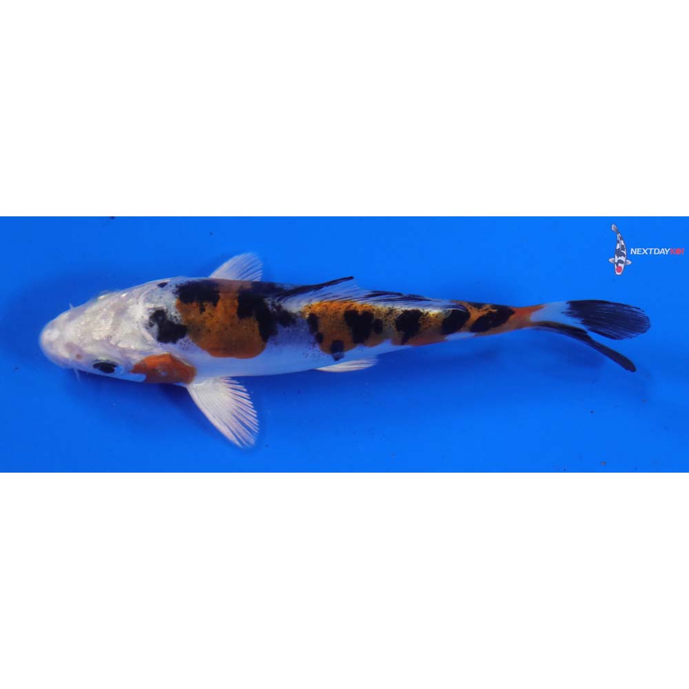 4” Imported Heisei Nishiki