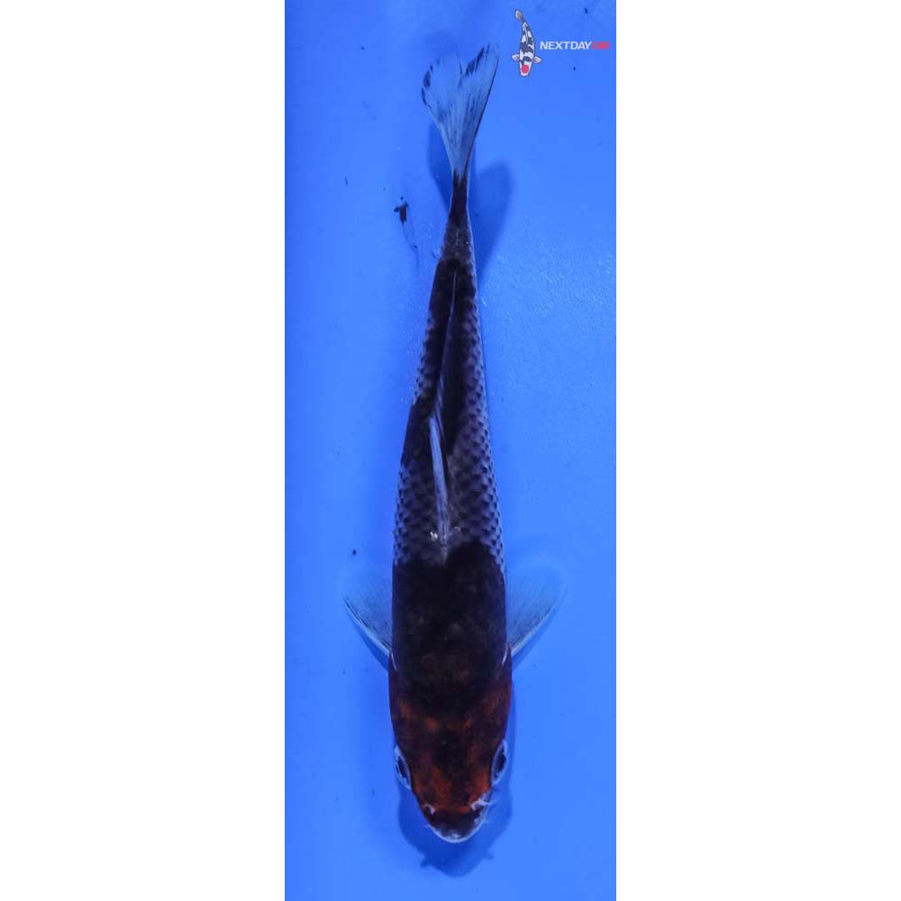 4” Imported Goromo