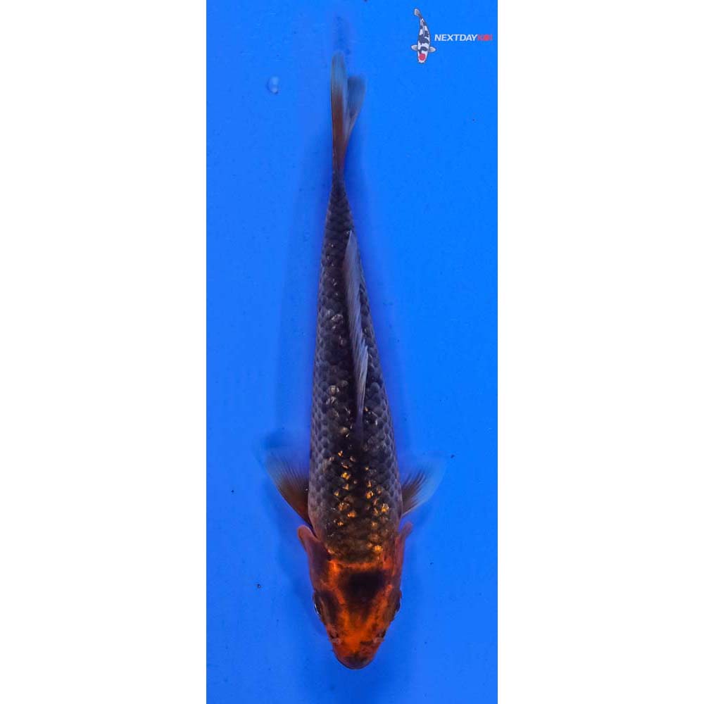 4” Imported Gin Rin Hi Asagi