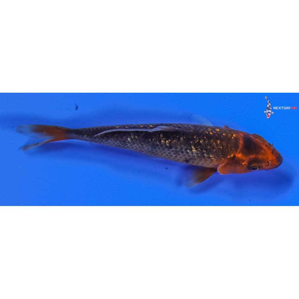 4” Imported Gin Rin Hi Asagi