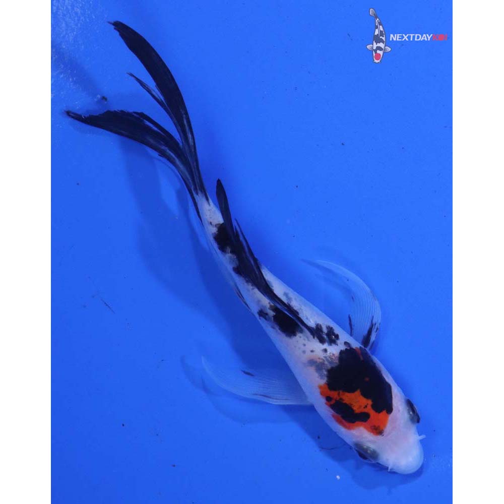4.5” Imported Sanke Butterfly Koi