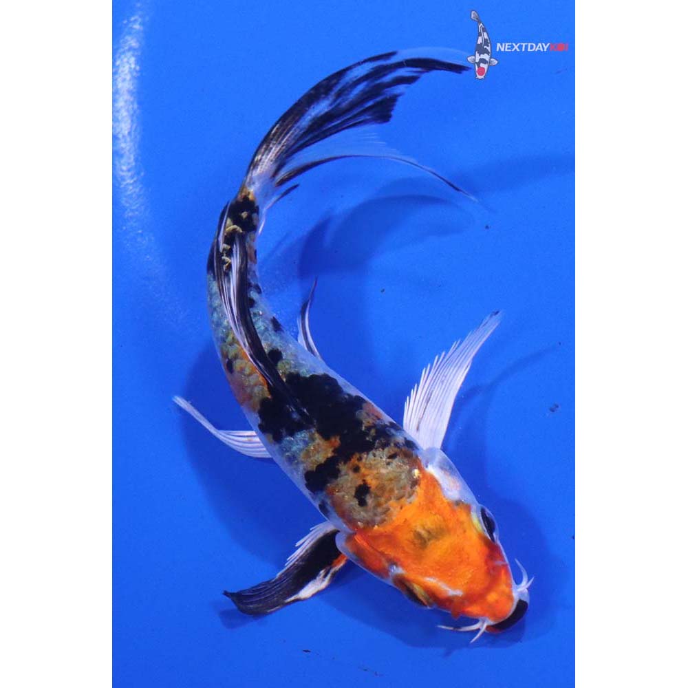 4.5” Imported Yamato Nishiki Butterfly Koi
