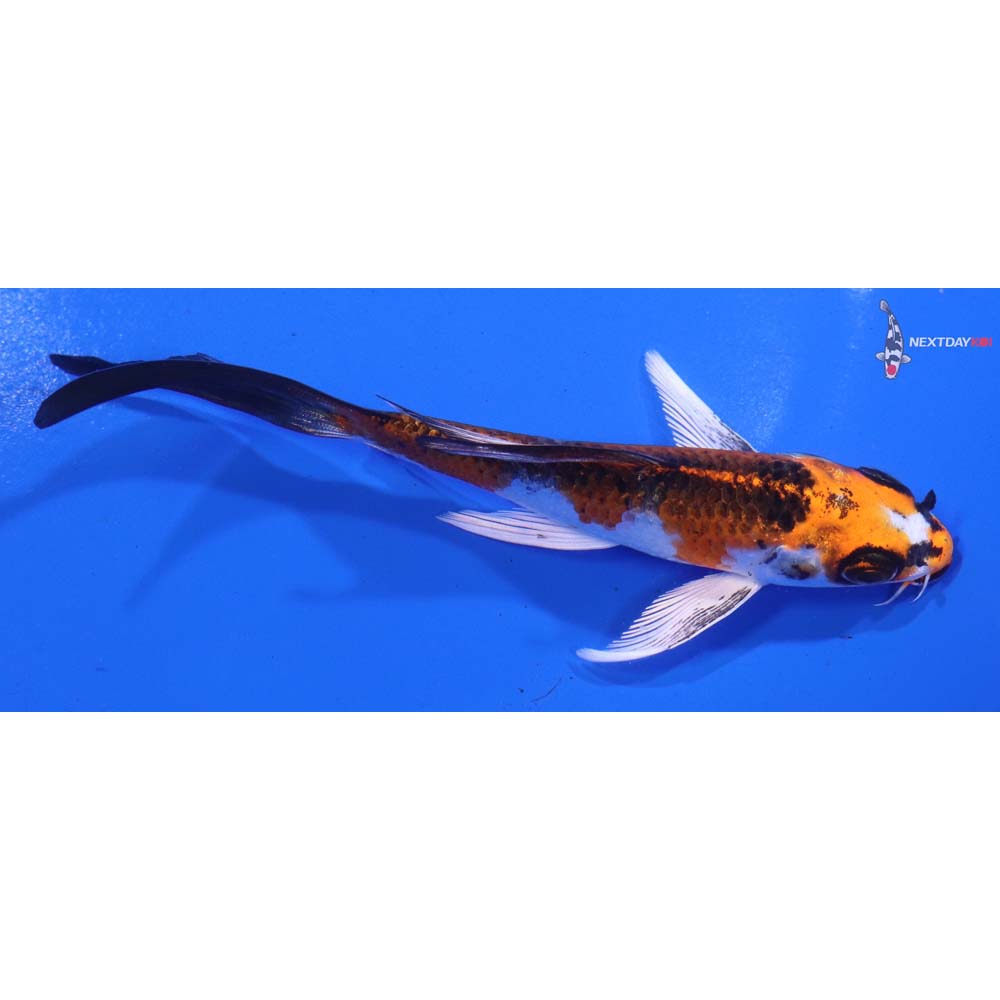 5” Imported Kujaku Butterfly Koi