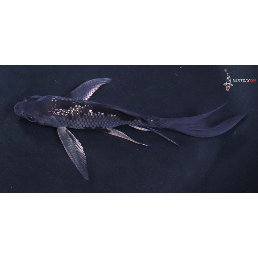 5” Imported Gin Rin Ochiba Shigure Butterfly Koi