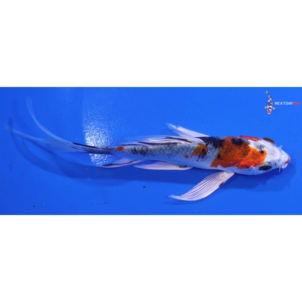 5” Imported Yamato Nishiki Butterfly Koi
