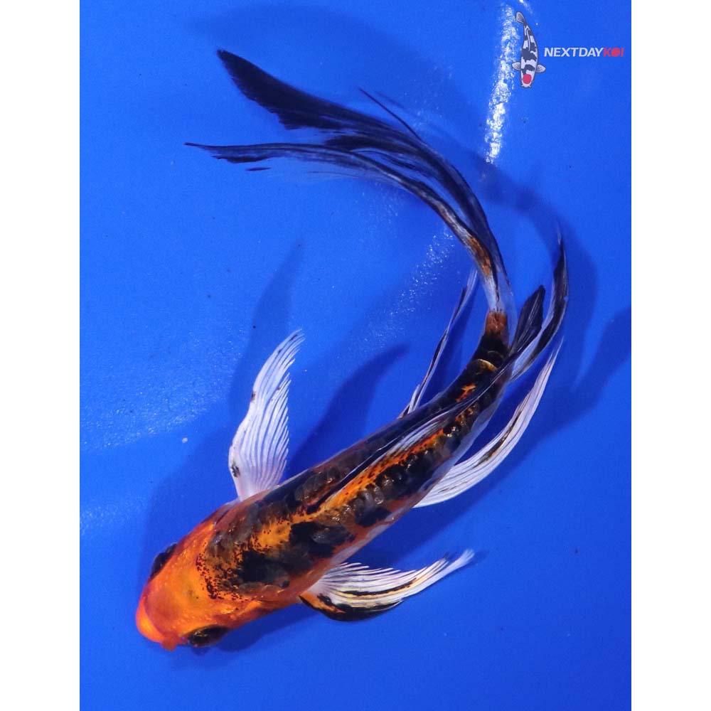 5” Imported Heisei Nishiki Butterfly Koi