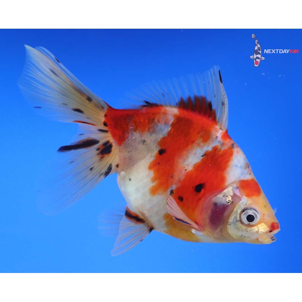 5” Imported Male Calico Ryukin