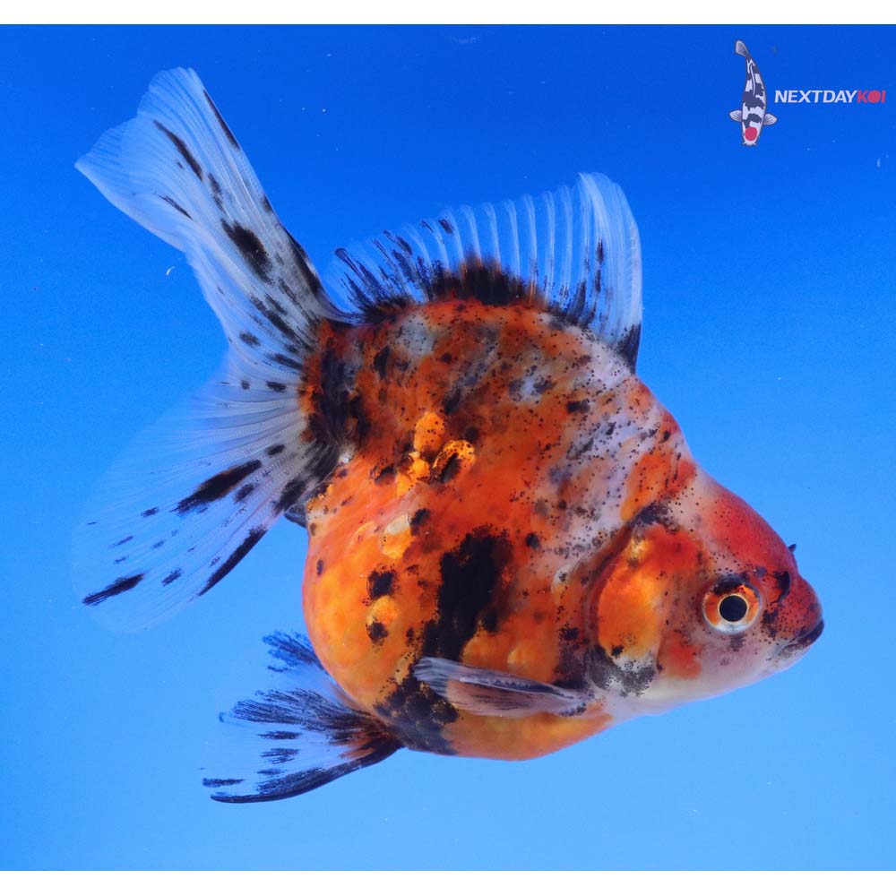 5” Imported Male Calico Ryukin