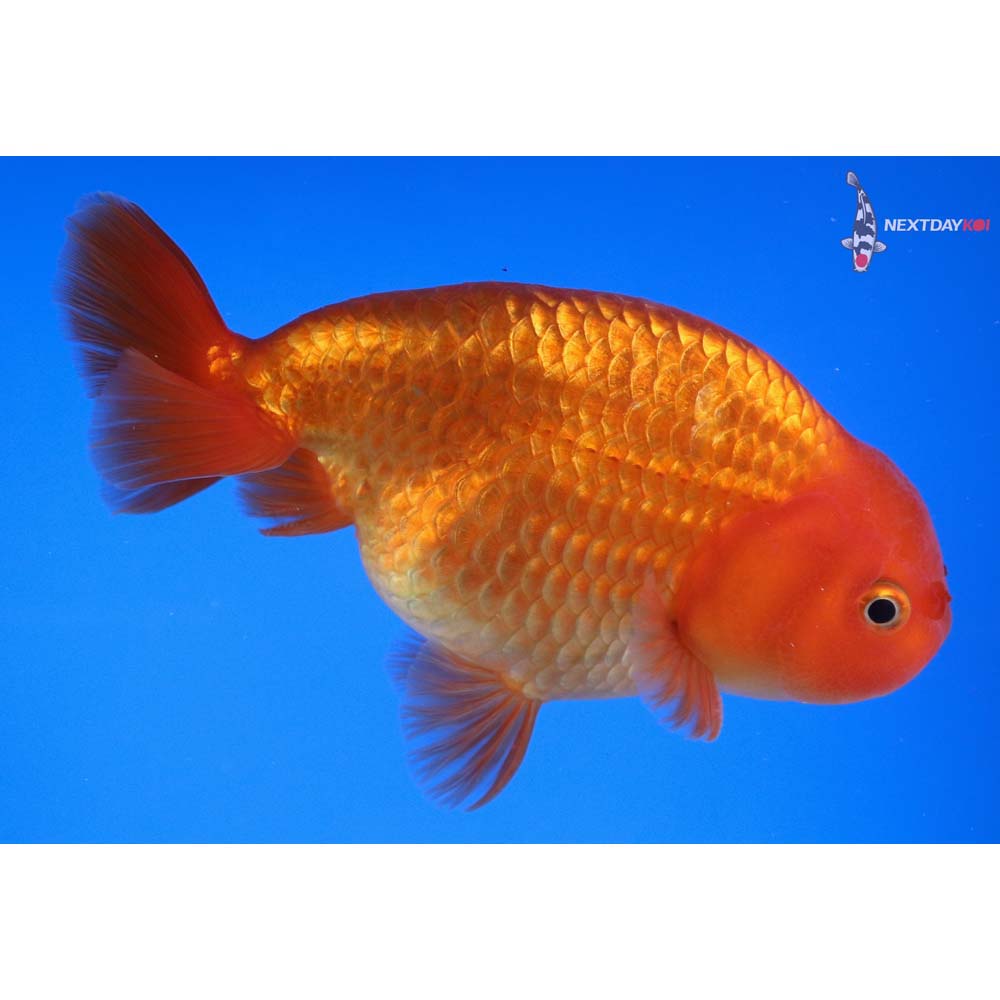 5” Imported Male Red Ranchu