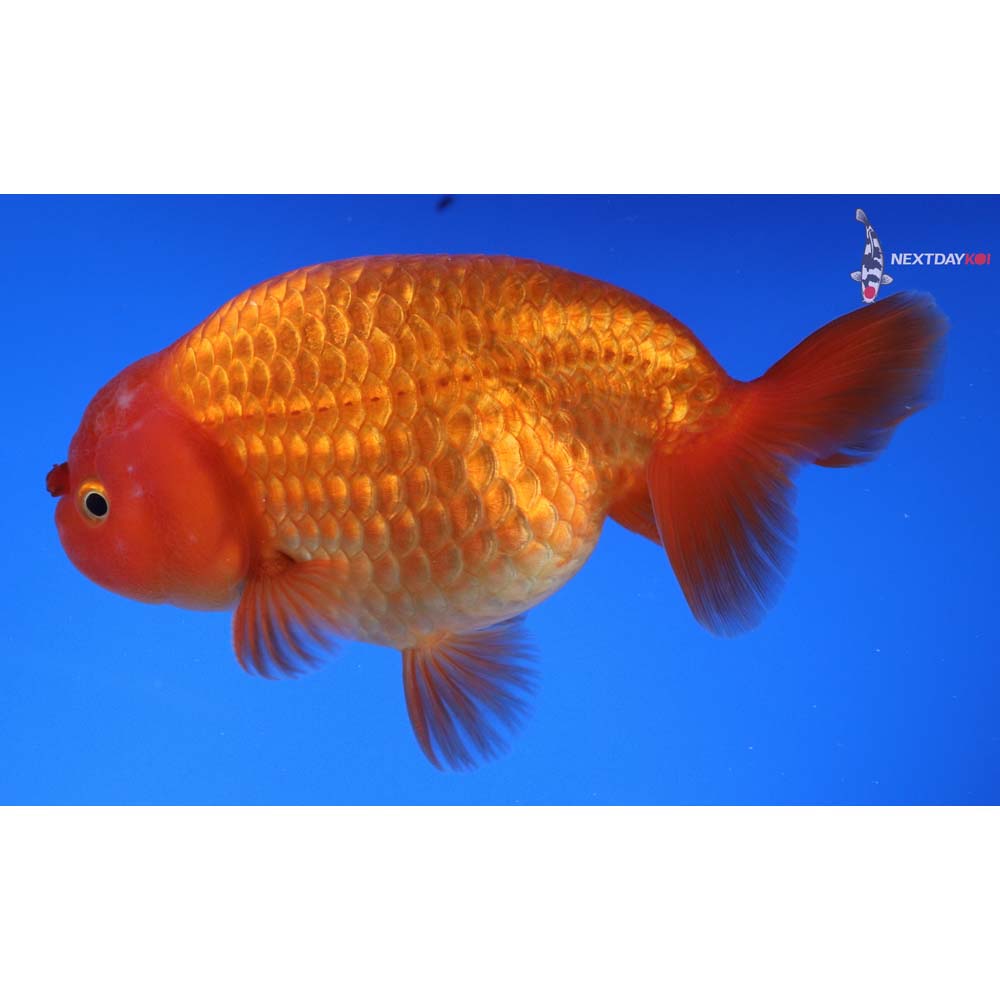 5” Imported Male Red Ranchu
