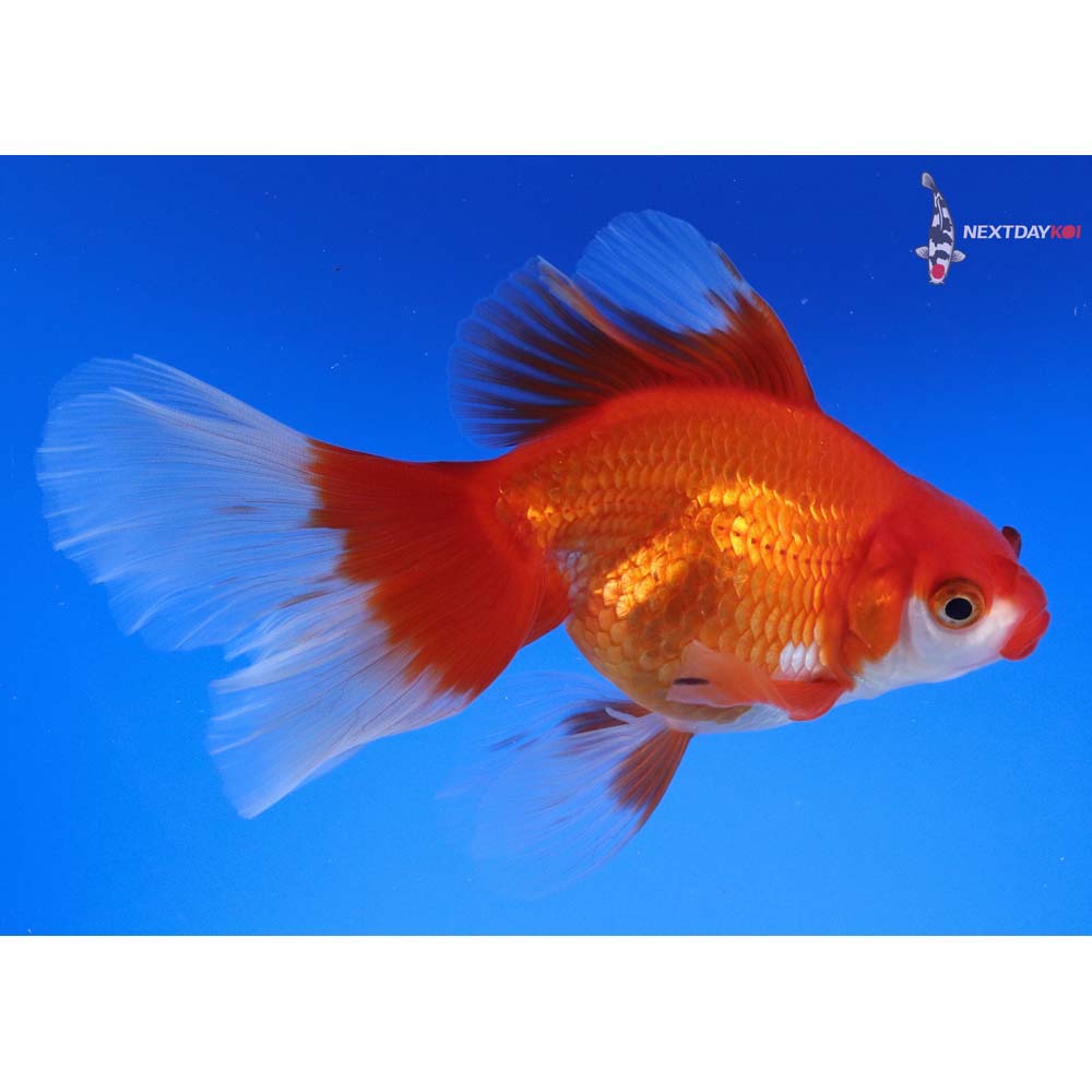 5.5” Imported Red and White Ryukin