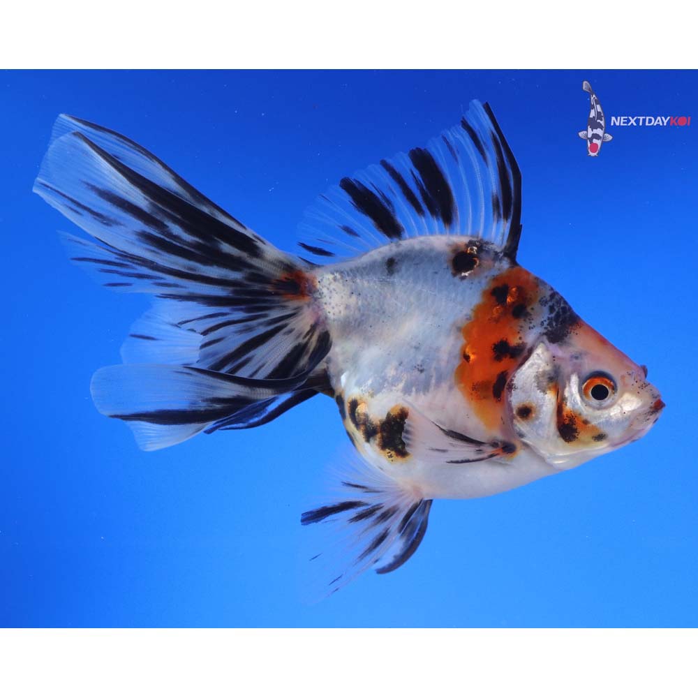 5.5” Imported Male Calico Ryukin