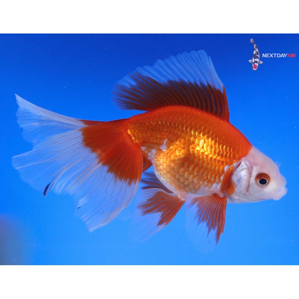 5.5” Imported Male Red and White Ryukin