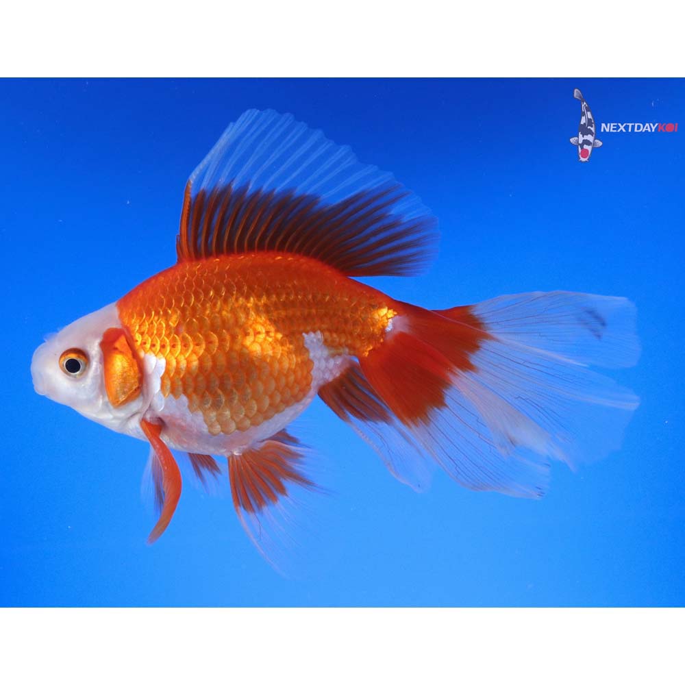 5.5” Imported Male Red and White Ryukin