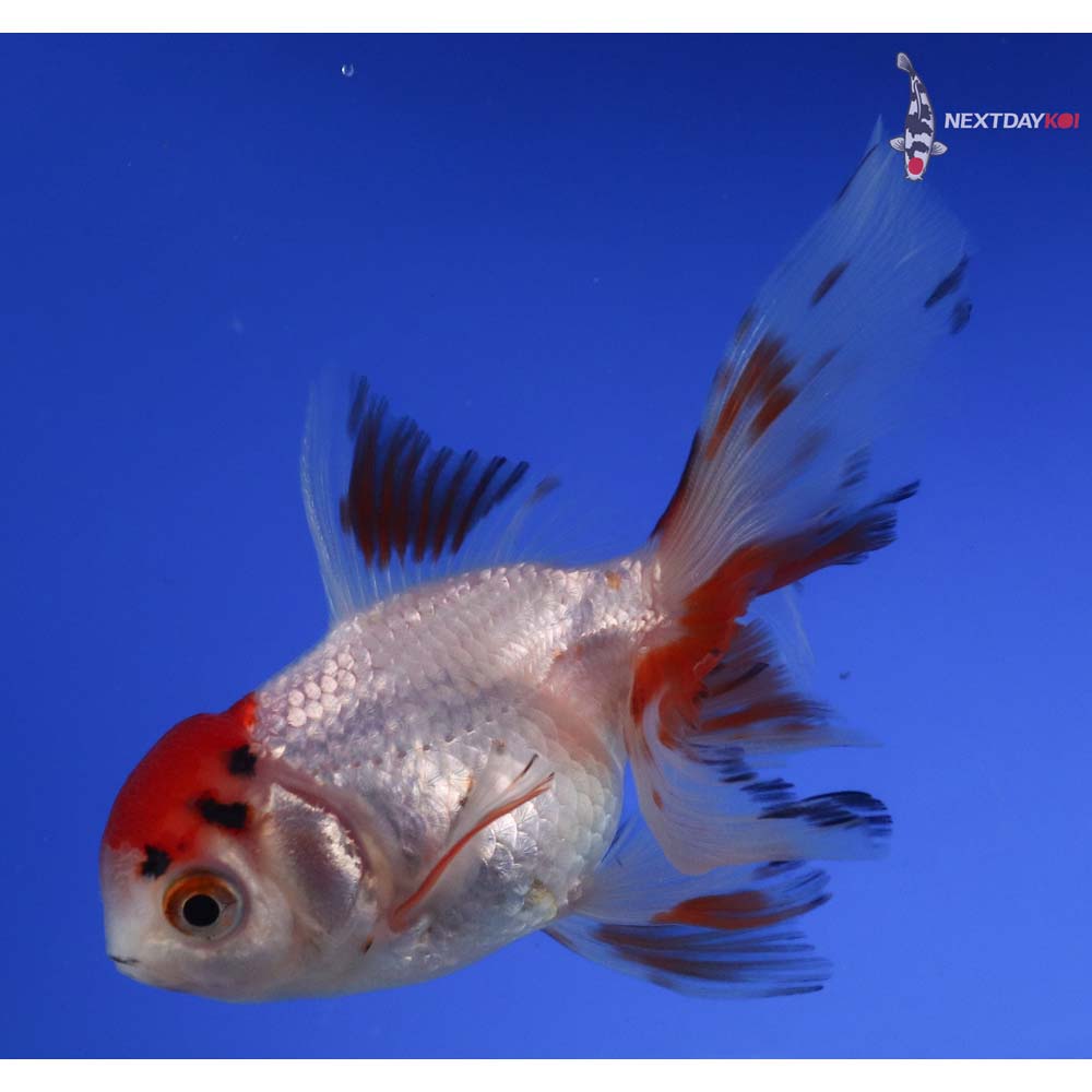 4.5” Imported Calico Oranda