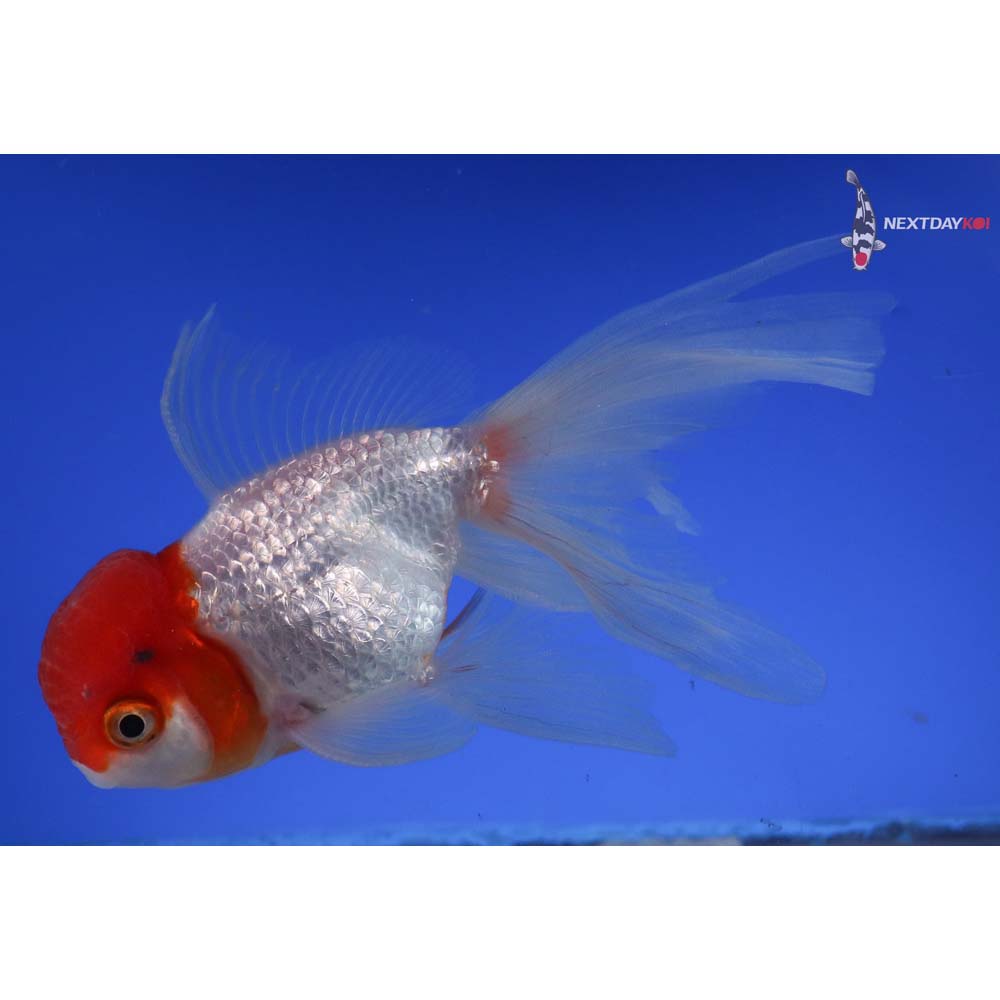 5” Imported Calico Oranda