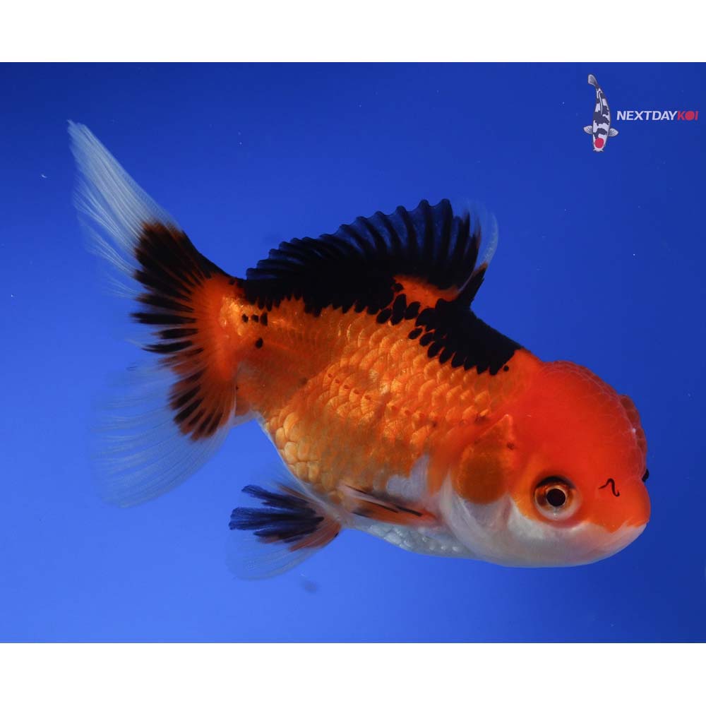 4” Imported Tri Color Oranda