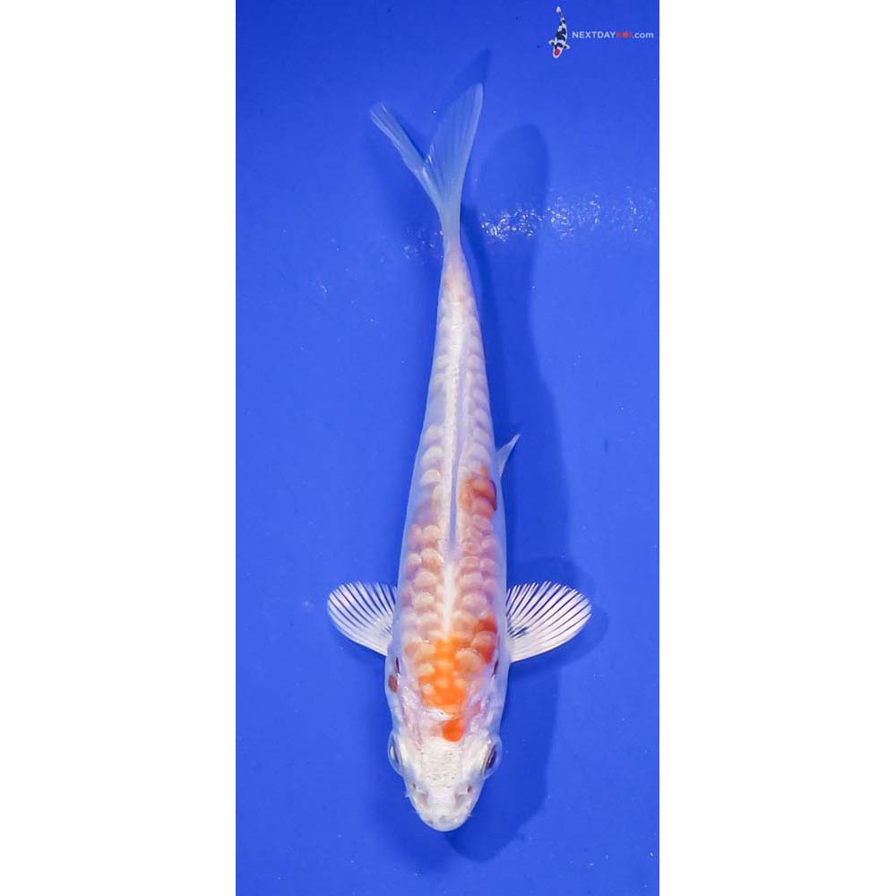 3.5” Imported Kikusui