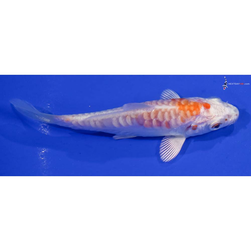 3.5” Imported Kikusui