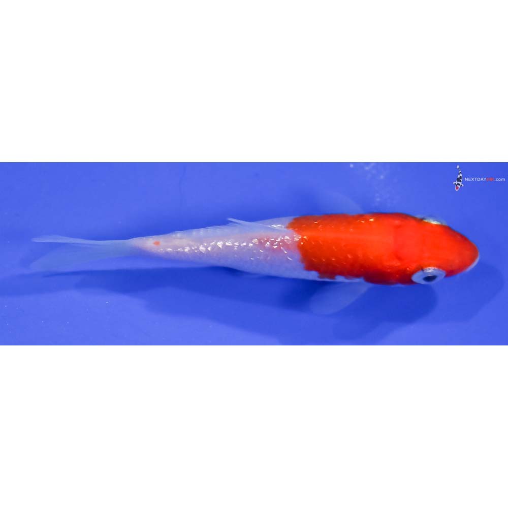 3” Imported Gin Rin Kohaku