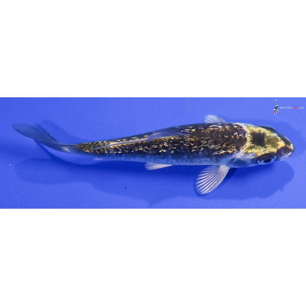 3.5” Imported Gin Rin Kujaku