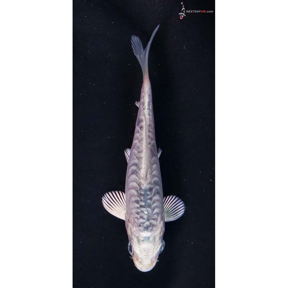 3.5” Imported Armor Scaled Gin Matsuba