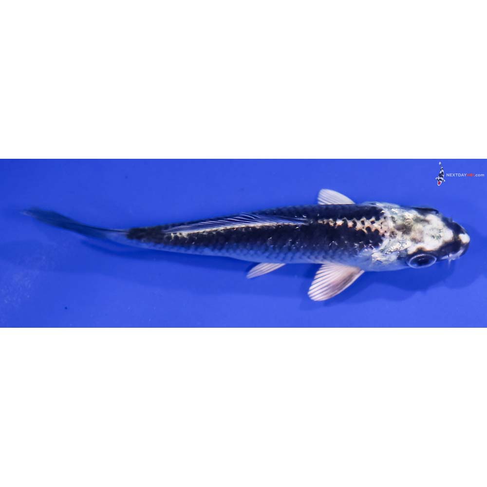 4” Imported Gin Matsuba