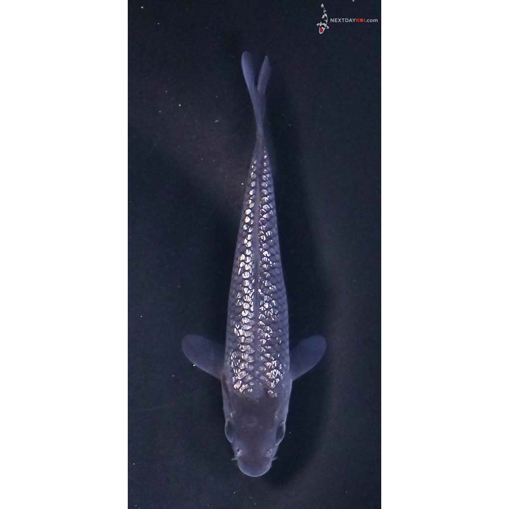 4” Imported Gin Rin Soragoi