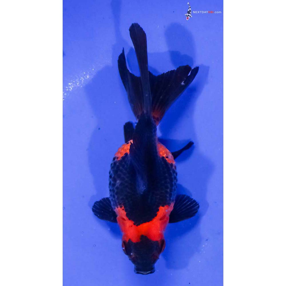 3.5” Imported Red and Black Pearlscale