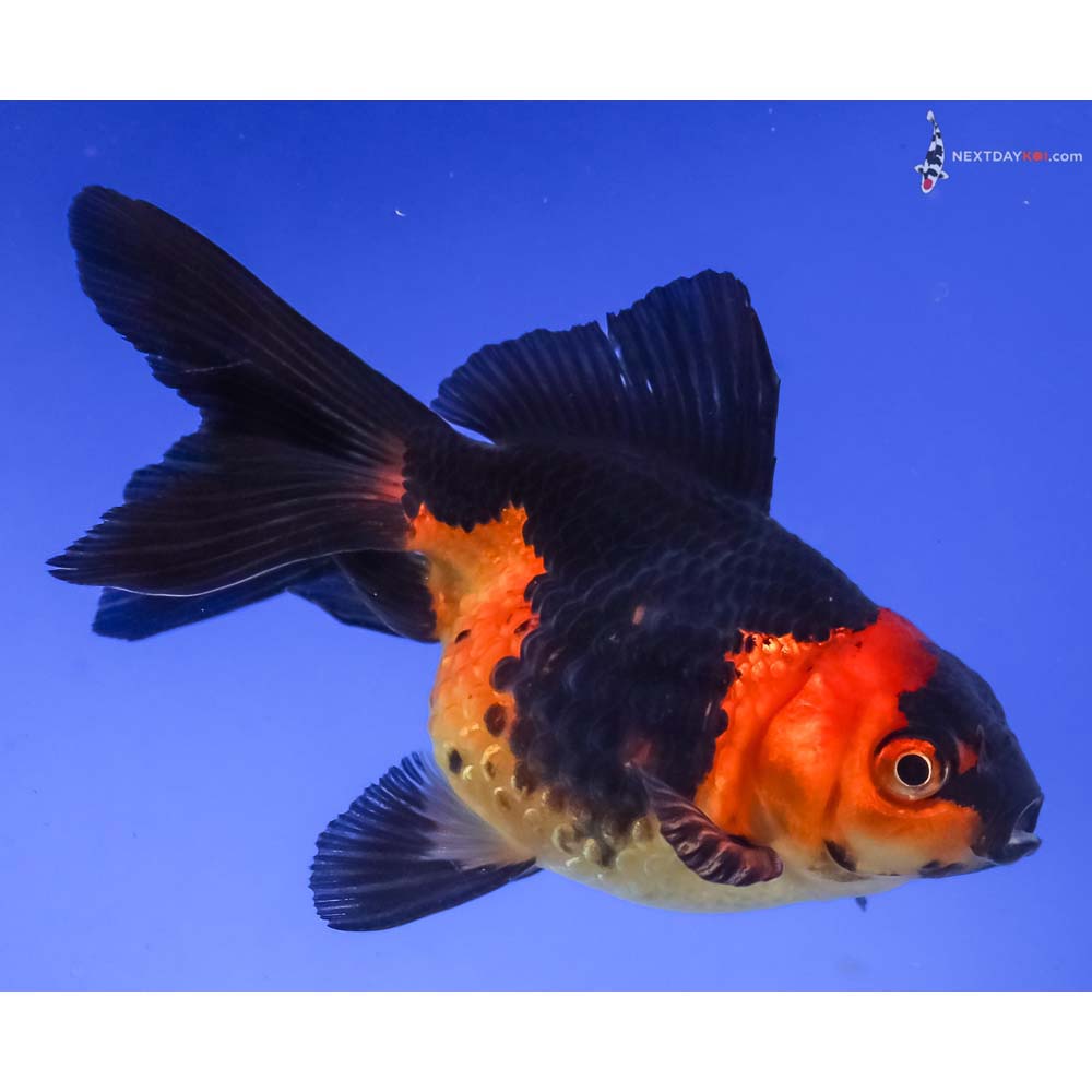 3.5” Imported Red and Black Pearlscale