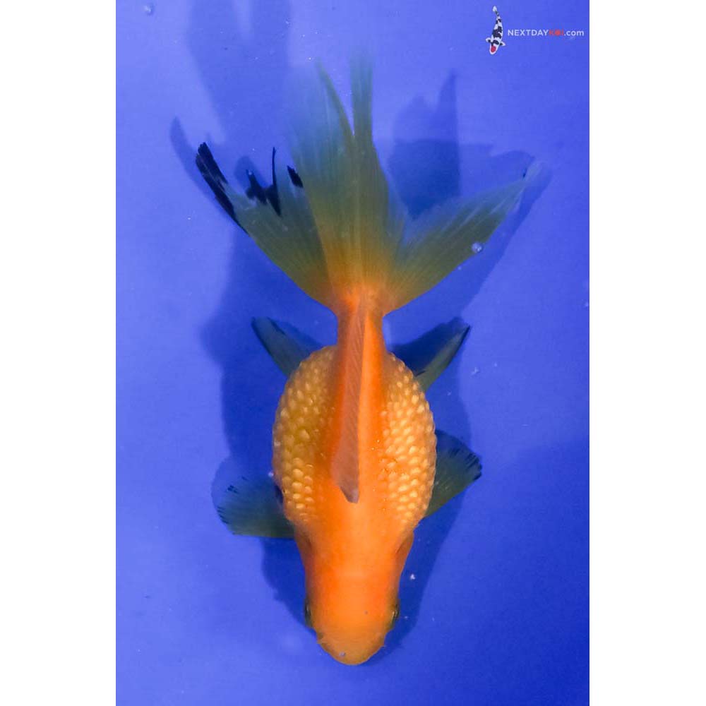 4.5” Imported Yellow and Black Pearlscale