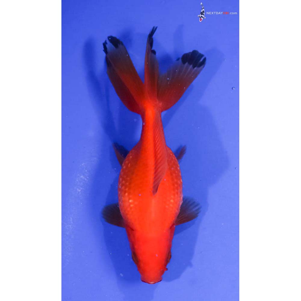 4.5” Imported Red Pearlscale