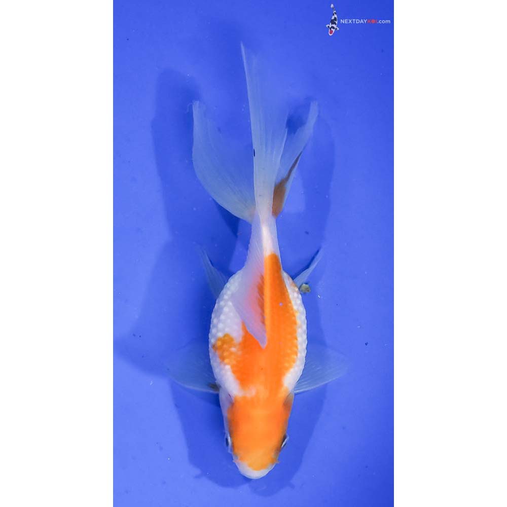 5” Imported Yellow and White Pearlscale