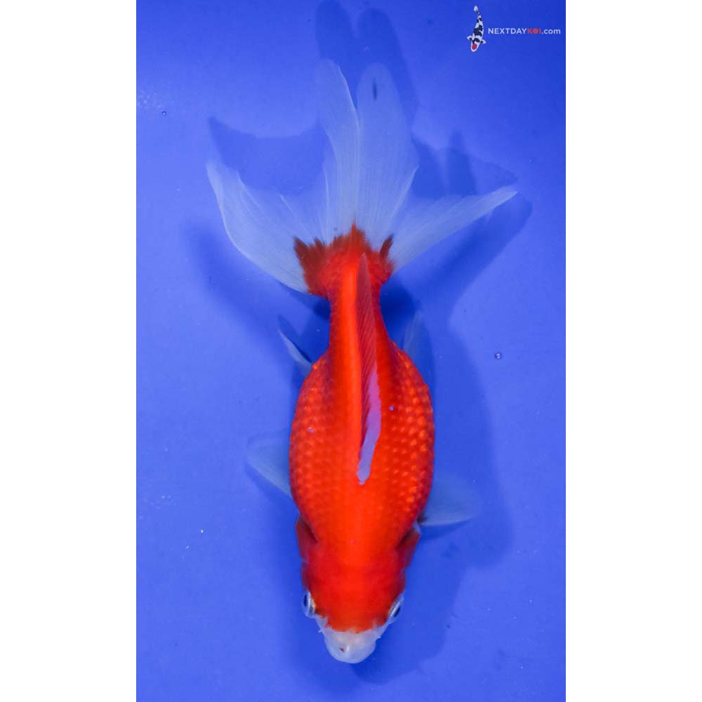 5” Imported Red and White Pearlscale