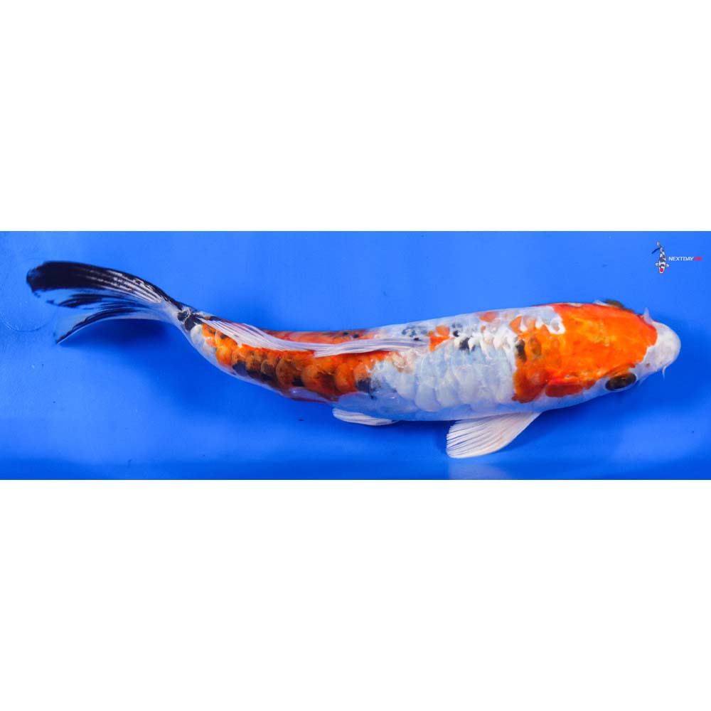 8” Imported Armor Scaled Yamato Nishiki