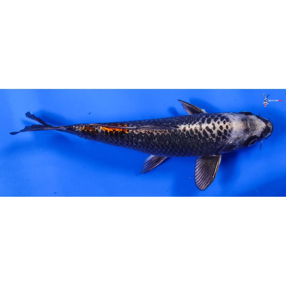 8” Imported Kujaku