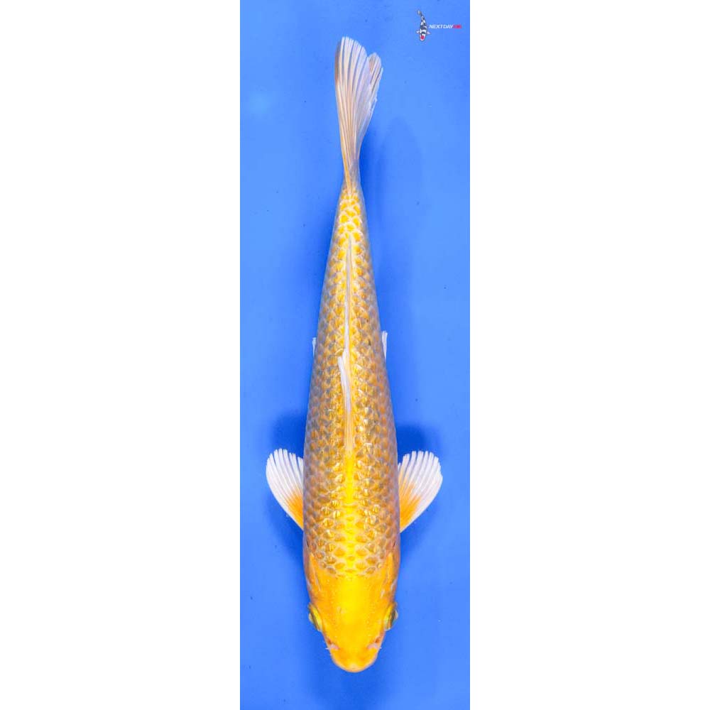 8” Imported Gin Rin Yamabuki Ogon