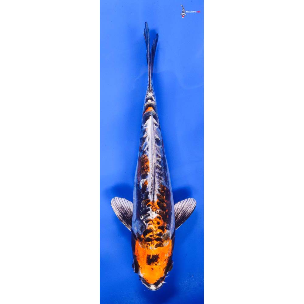 8” Imported Kin Kikokuryu