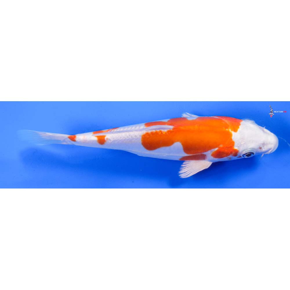 8” Imported Kikusui