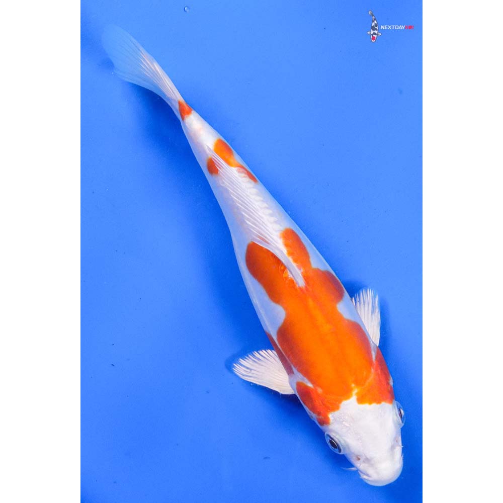 8” Imported Kikusui