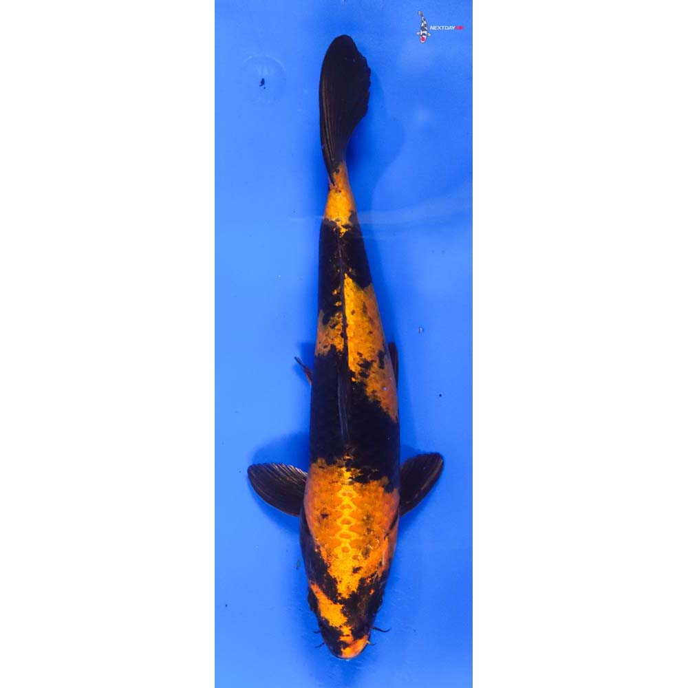 7.5” Imported Kin' Hi Utsuri