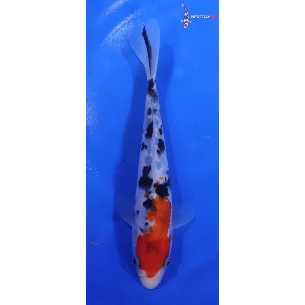 6.5” Imported Sanke