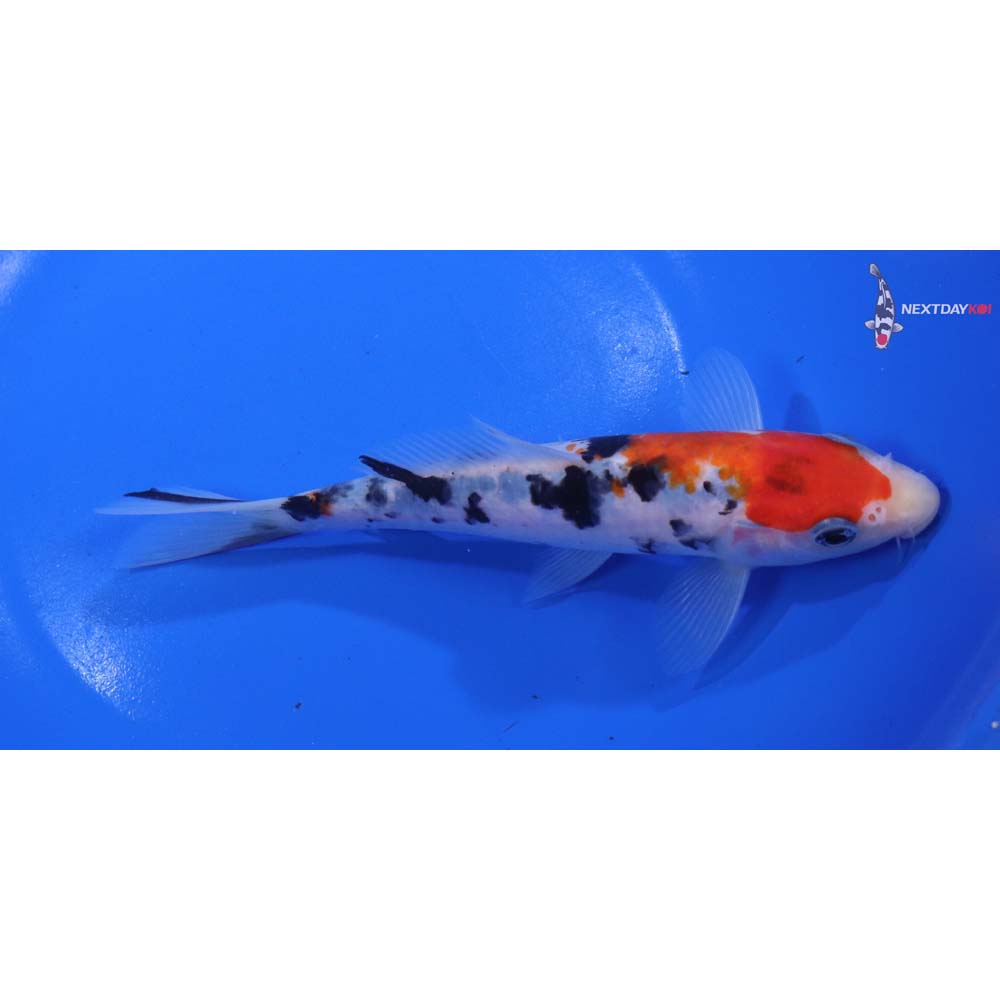 6.5” Imported Sanke