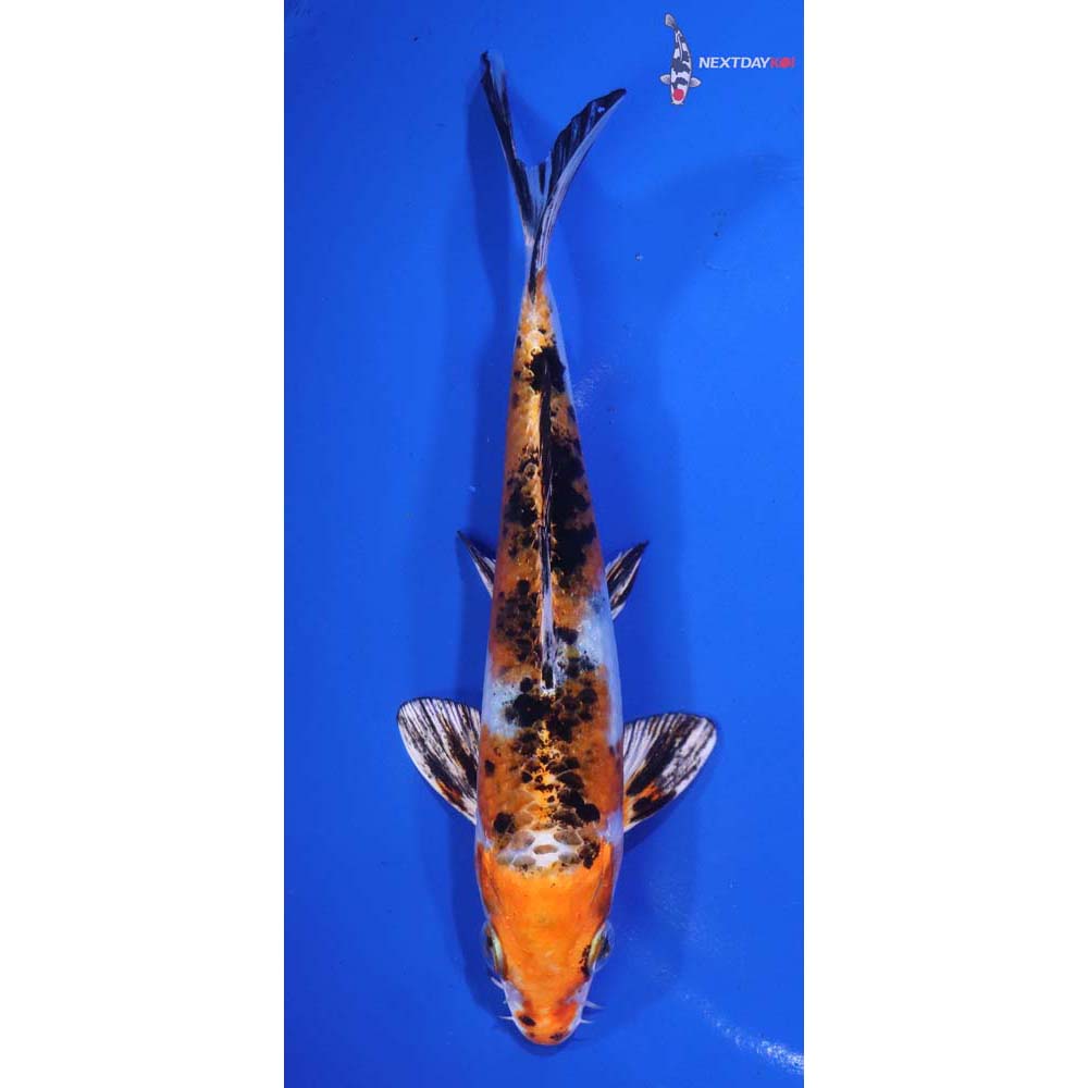 6.5” Imported Yamato Nishiki