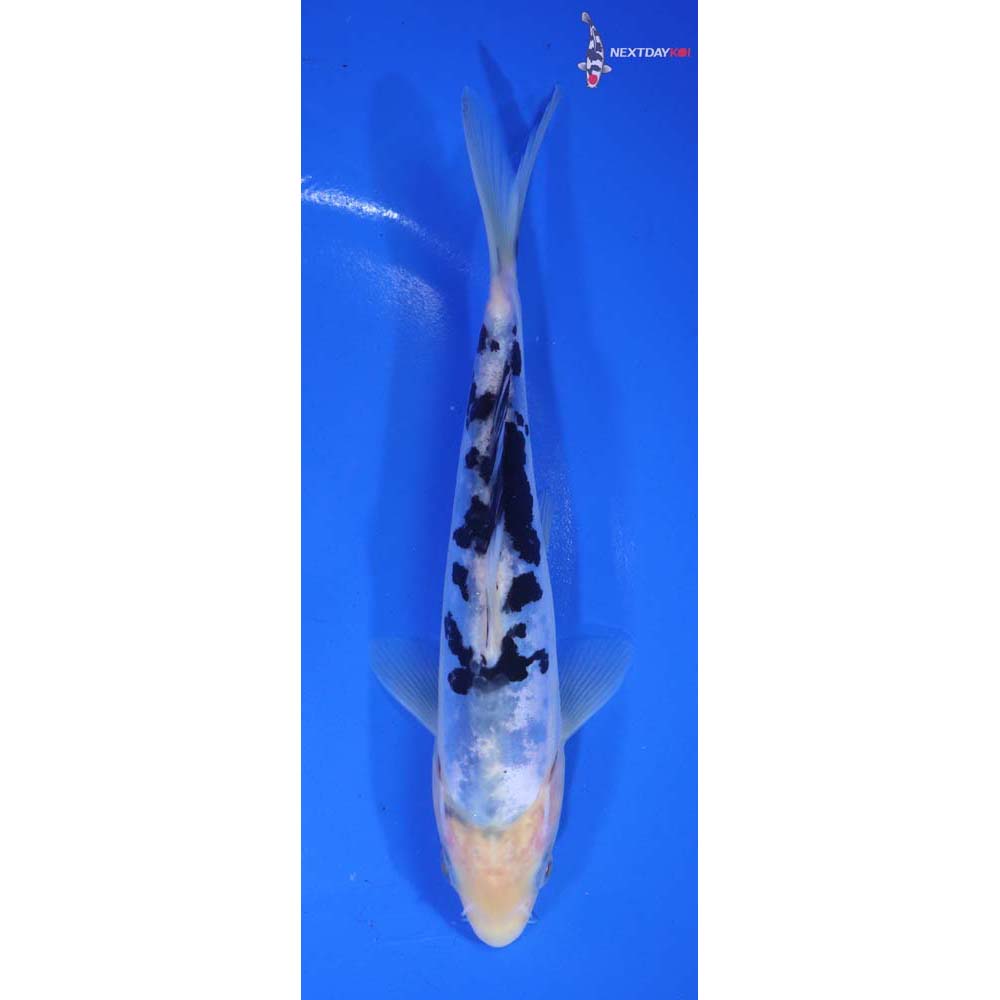 7” Imported Doitsu Shiro Bekko