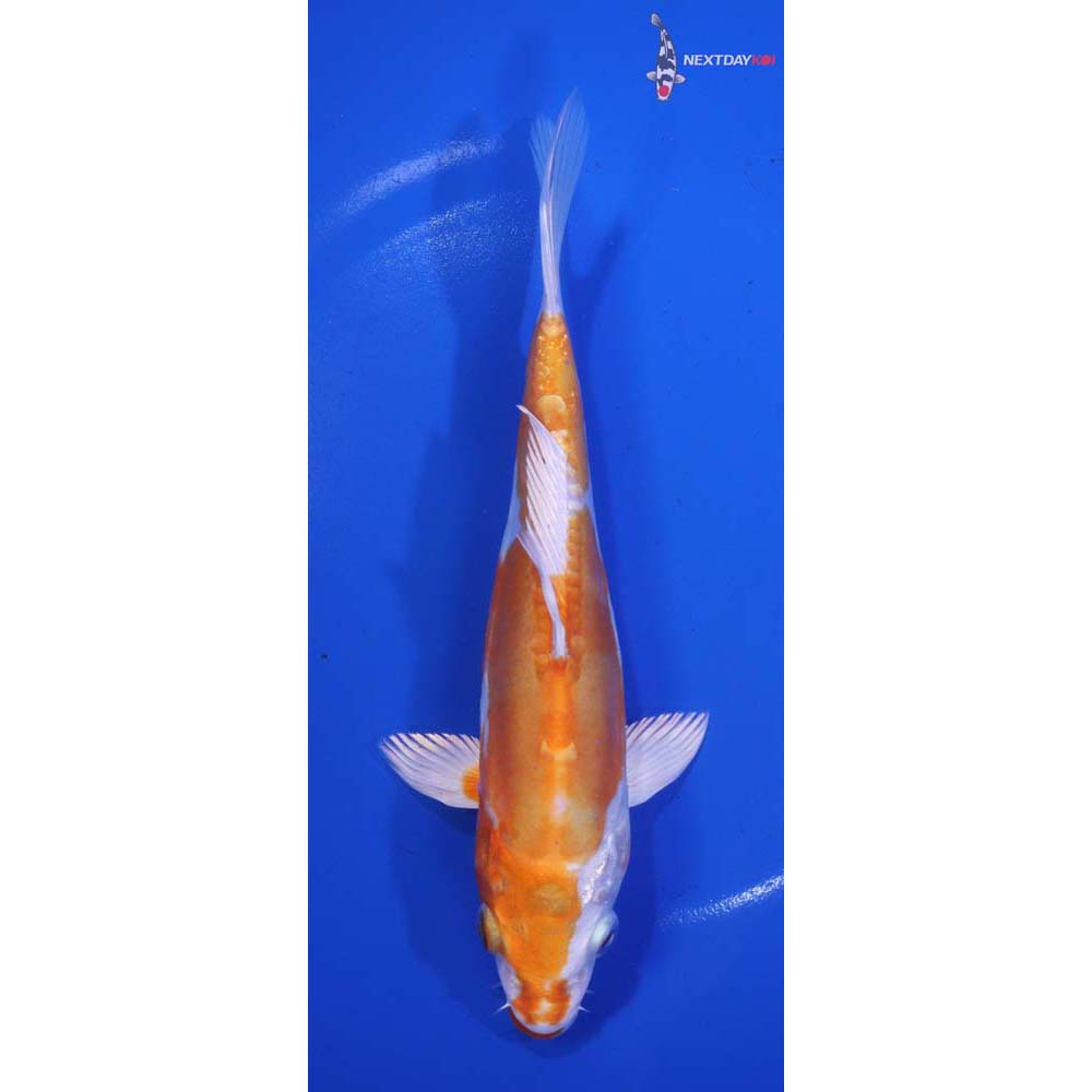 7” Imported Kikusui