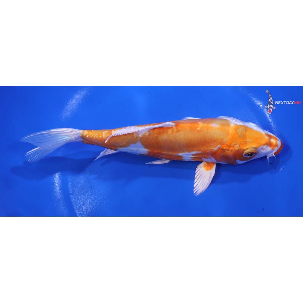 7” Imported Kikusui