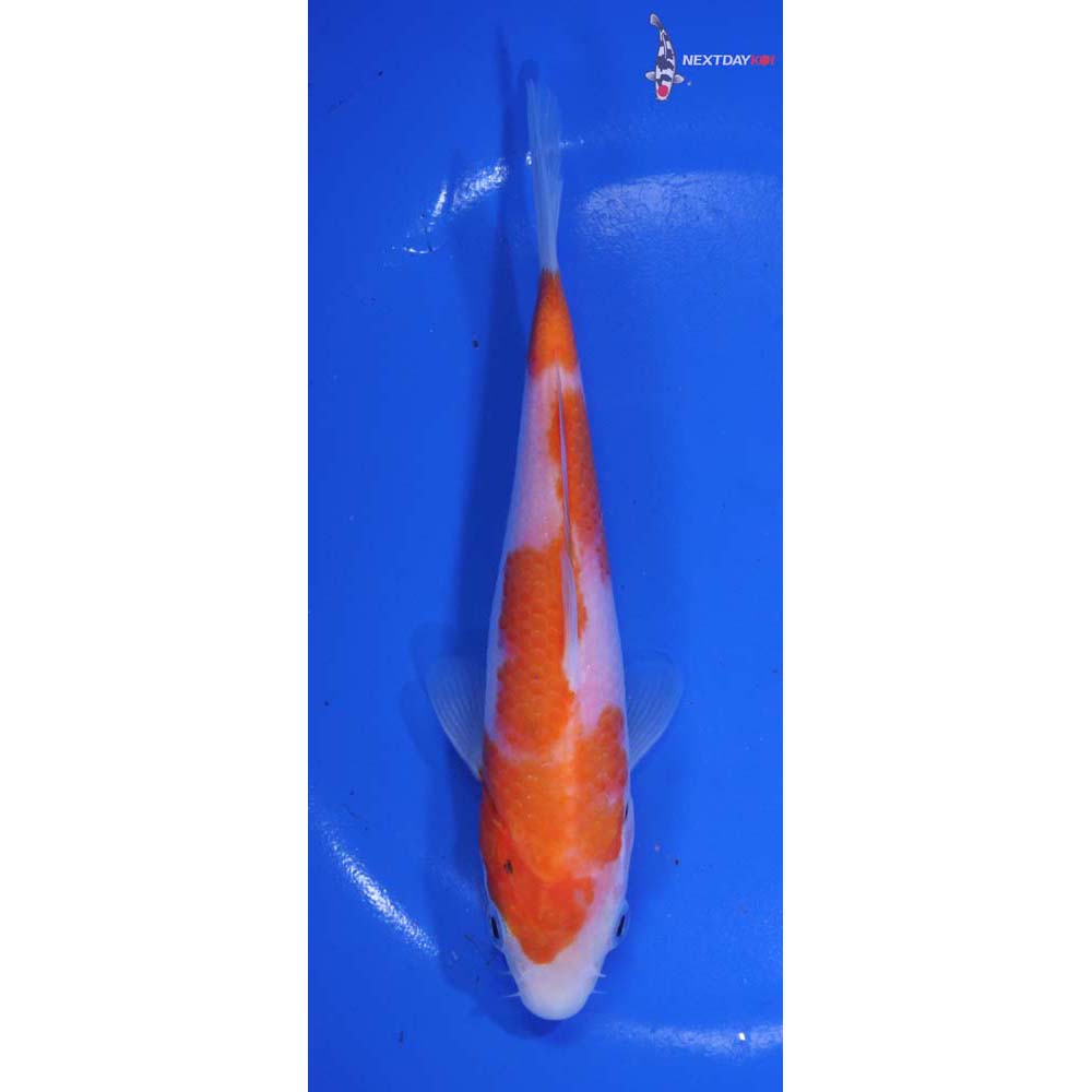 6.5” Imported Sanke