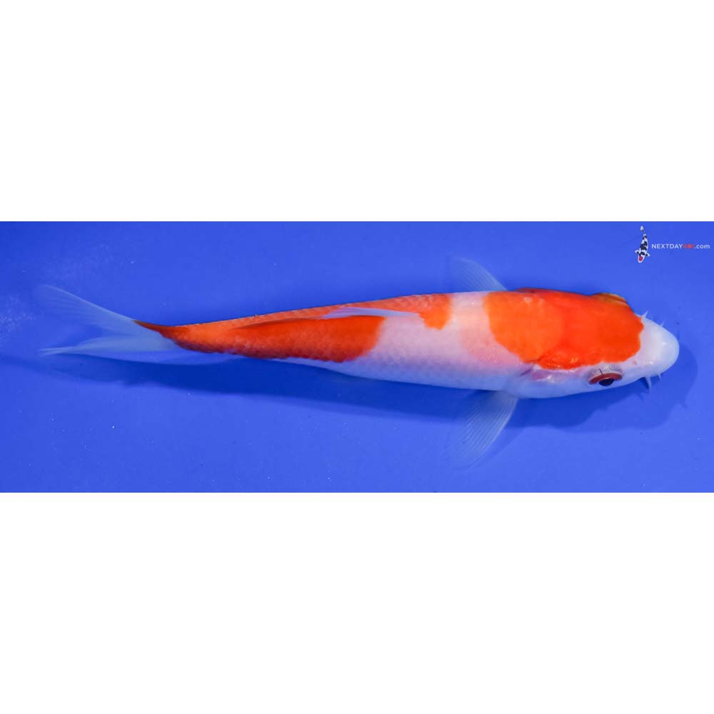 5” Imported Kohaku